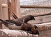 Cute bengalese finches