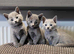 Pure Russian Blue kittens for sale