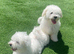Purebred Maltese Puppies Female
