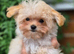 Amazing Korean/Asian Tiny Maltipoo Puppies