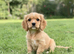 Beautiful 3/4 cavalier girl 1/4 show cocker