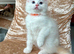 Beautiful ragdoll kitten