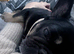 Frenchie looking for forever home