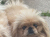 2 Rare gorgeous apricot & white pekingnese part-coloured boy 14 months