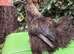 Stunning Pair of Silkies - Rare Partridge & Black Bantam Cockerels!