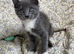 1 beautiful kitten