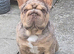 Rope french bull dog puppies