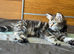 Beautiful tabby female available