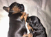 BEAUTIFUL TRI PUPPIES