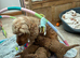 F1b Cockapoo Puppies Available