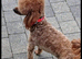 YorkiepooREDUCED