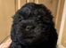 Shi poo puppies for sale