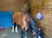 3yo Welsh c gelding
