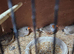 2 breeding pairs off show zebs with 6 young