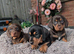 miniature dachshund puppies