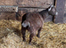 Pygmy Goat Wethers
