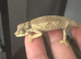 Jackson xantholophus pair with full set up