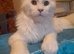 solid white Maine Coon boy and girl TICA