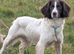 KC Reg L&W Springer Spaniel Puppies