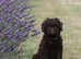 Spanish water dog RKC register