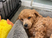 Red toy poodle puppies
