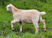 Goats kids for sale