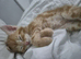 Two adorable kittens ready for new homes
