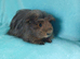 Baby boy coronet guinea pig ready now