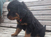 Long haired rottweiler boy