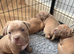 American bully puppies