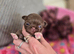 Gorgeous quality chocolate chihuahua longcoats