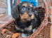 Health tested f1 cavapoo puppies