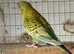 Young budgie