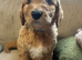Standard Goldendoodle / Australian Double Doodle