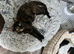 2 kittens left