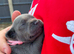 6 champion Staffordshire bull terriers looking for there fur-ever home
