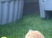 Baby mini lop rabbit