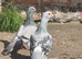 6 pairs of Syrian pigeons for sale