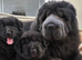 BLUE LONG-HAIRED SHAR PEI X BERNESE MOUNTAIN DOG PUPPIES