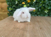 Mini lops ( Est since 2014 )