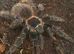 Brazilian Salmon pink goliath tarantulas