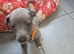 kc registered whippet pups for sale
