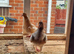 Yellow mueleman racing pigeon for sale