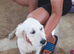 Golden retrievers girl kc reg