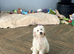 Bobby is looking for a loving family family