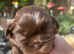 Chocolate Imperial Shihtzu
