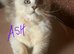 Exceptional TICA Registered Maine Coon Polydactyl Boys- NEUTERED