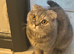 Purebreed 5 Year Female - Lily