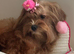 Beautiful maltipoo girl