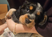 Gorgeous working cocker spaniel puppies